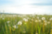 Dandelion Fields