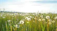 Suffer from Allergies? Here Are Some Helpful Tips