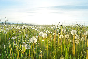 Dandelion Fields