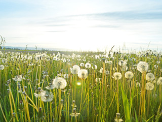 Effective Hay fever Prevention
