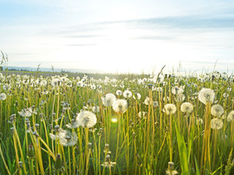Natural hayfever cures
