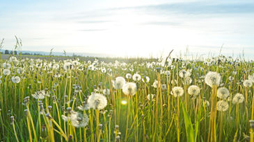Dandelion