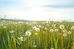 Are you Suffering from Allergies?