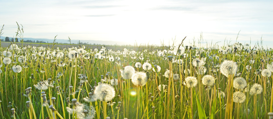 Manage Seasonal Allergies Naturally