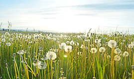 Dandelion Fields