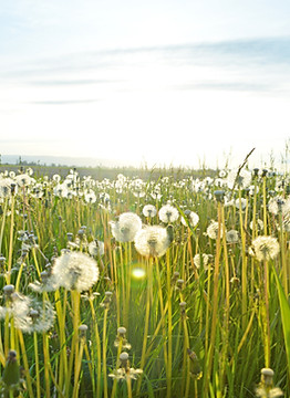 Dandelion Fields