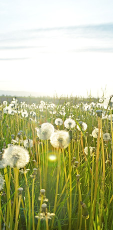 Dandelion Fields