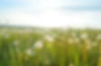 Dandelions In Field
