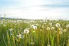 løvetann Fields