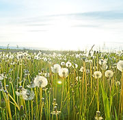 Dandelion Fields