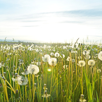 Allergies No More!