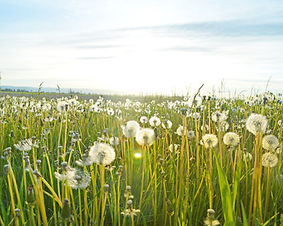Dandelion Fields