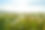 Dandelion Fields