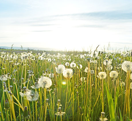 Dandelion Fields
