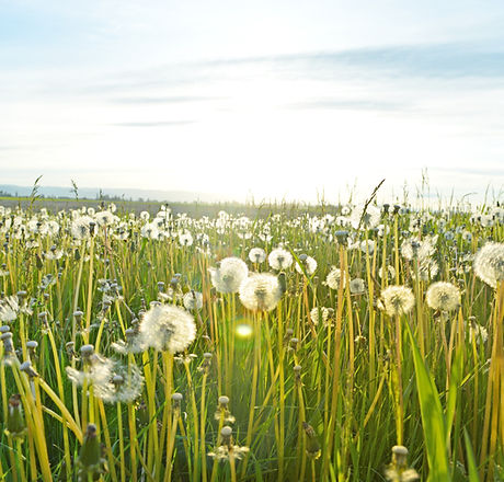 Dandelion Fields
