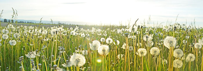 Dandelion Fields
