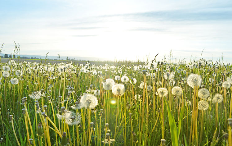 Dandelion Fields