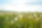 Dandelion Fields