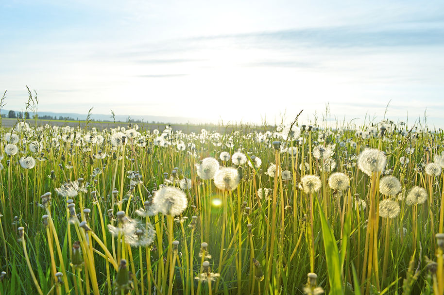Dandelions In Field