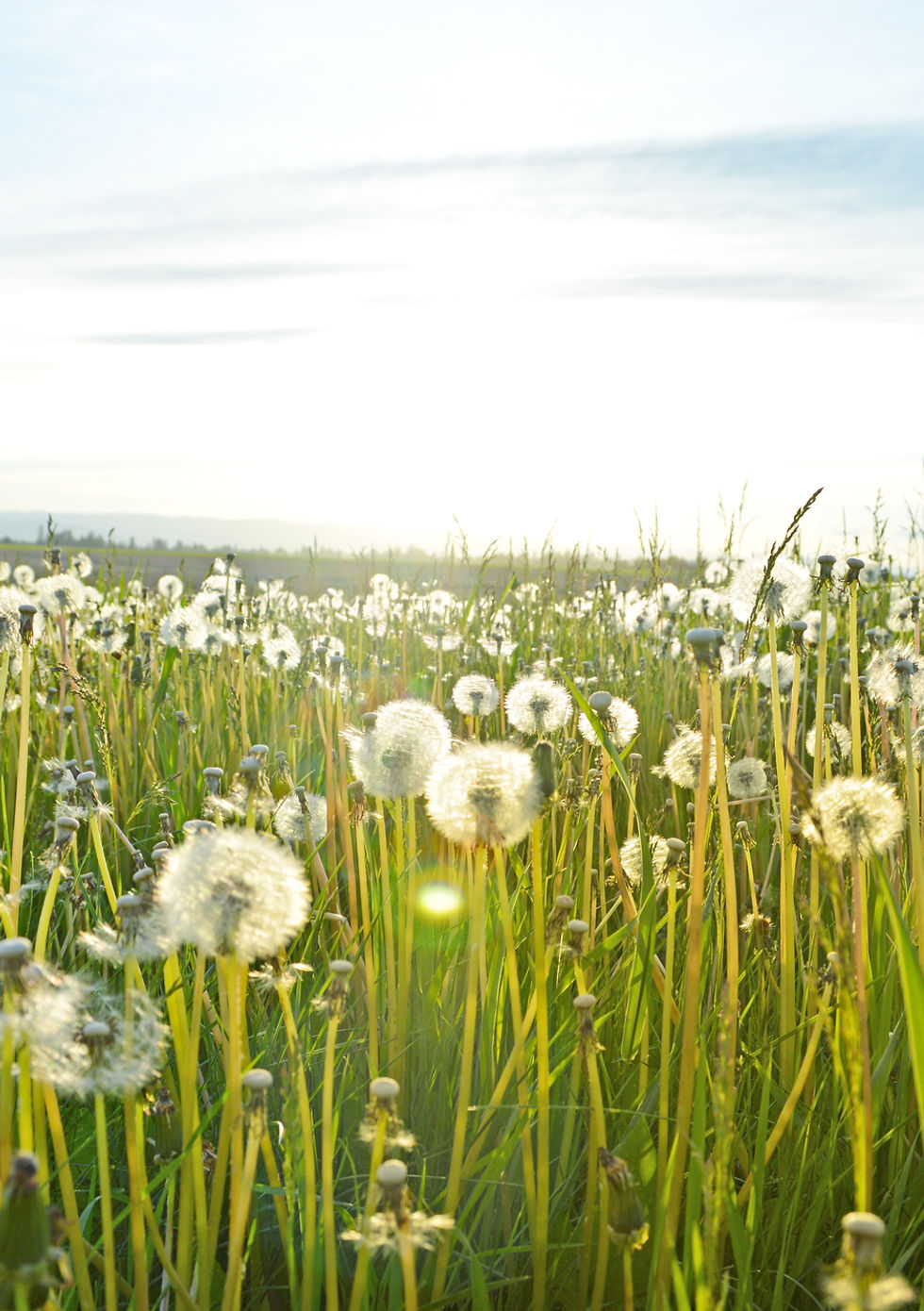 Dandelion Fields
