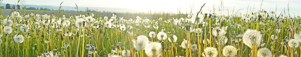Dandelion Fields