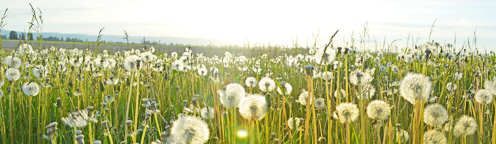 Dandelion Fields