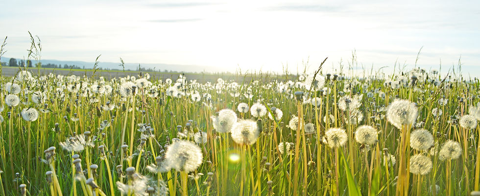 Dandelion Fields