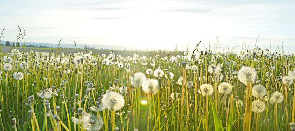 Dandelion Fields