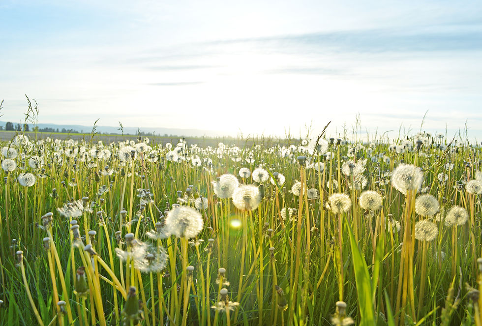 Dandelion Fields
