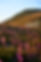 Wildflowers at sunset_18124_0482 Photo_ 