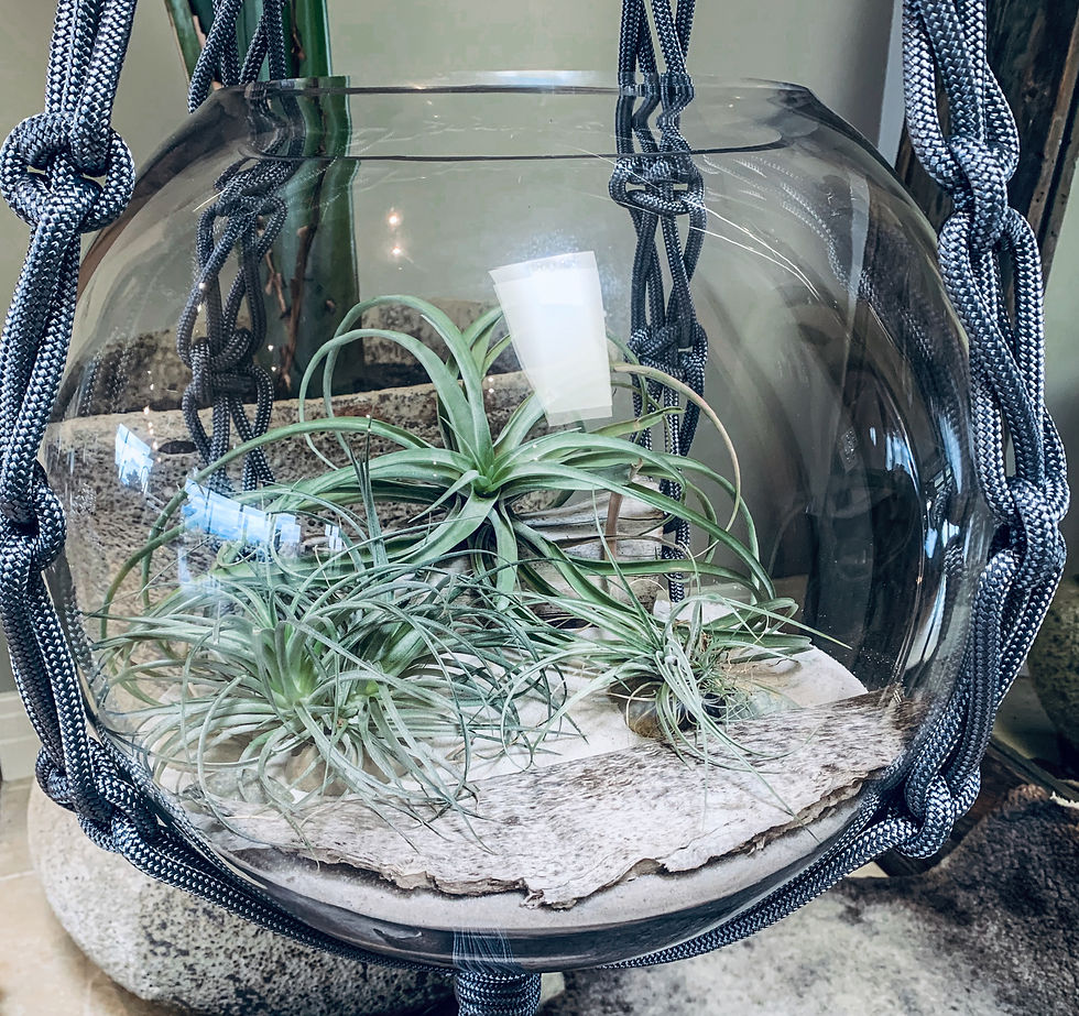 Thumbnail: Large Glass Bowl, Sand, Airplant Terrarium in 'Emily' plant hanger