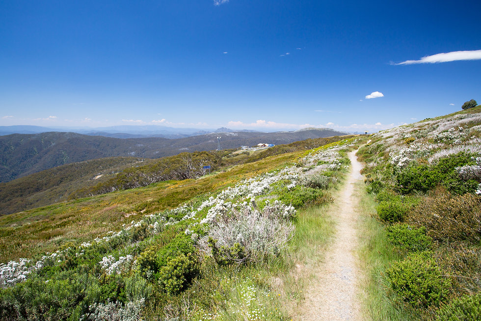 AdobeStock_244359914.jpeg