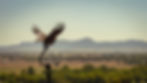 Gunnedah - the original home of Antoinette Boyd of Boyd Recruitment