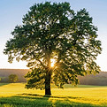 Baum auf Wiese im Sonnenuntergang