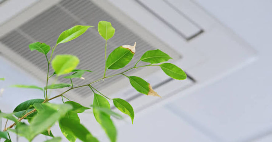 plants for indoor air quality