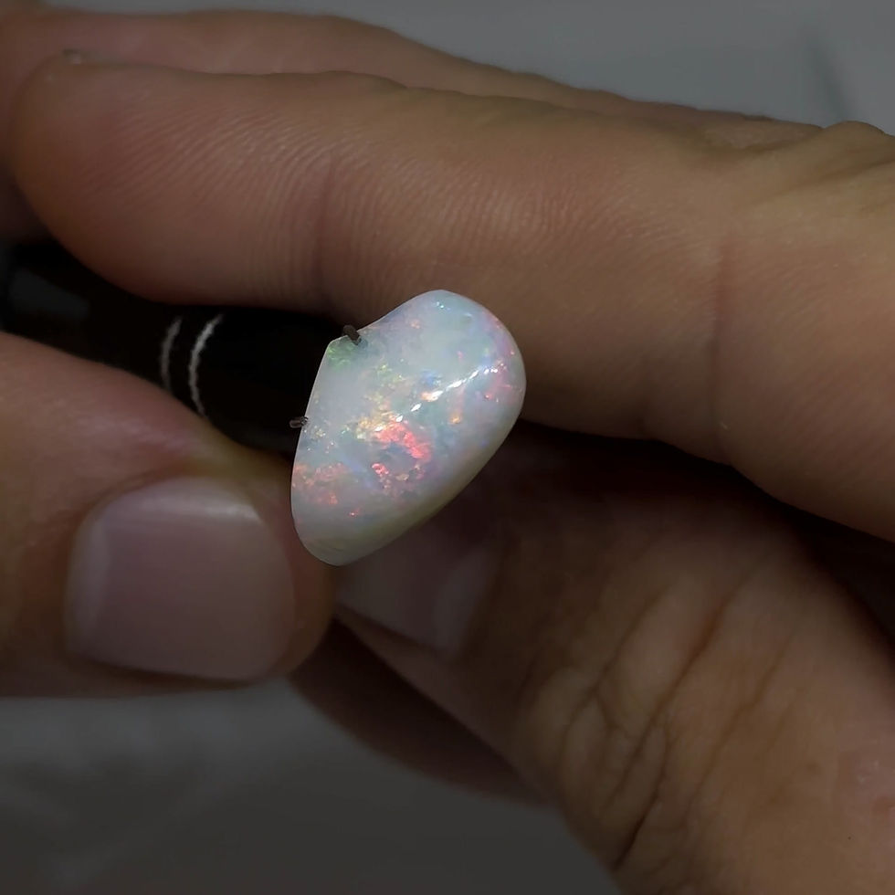 Thumbnail: Polished Australian Lightning Ridge Opalized Clam Shell