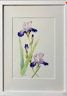 Purple Irises