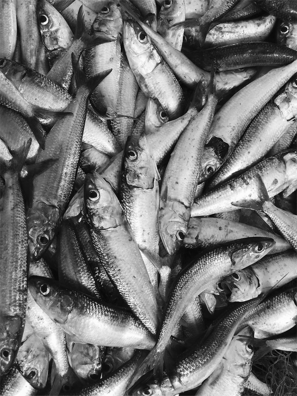 sardines