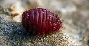 cochineal