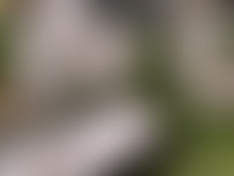 春キャンプの花粉対策ガイド｜快適に過ごすコツとおすすめギア