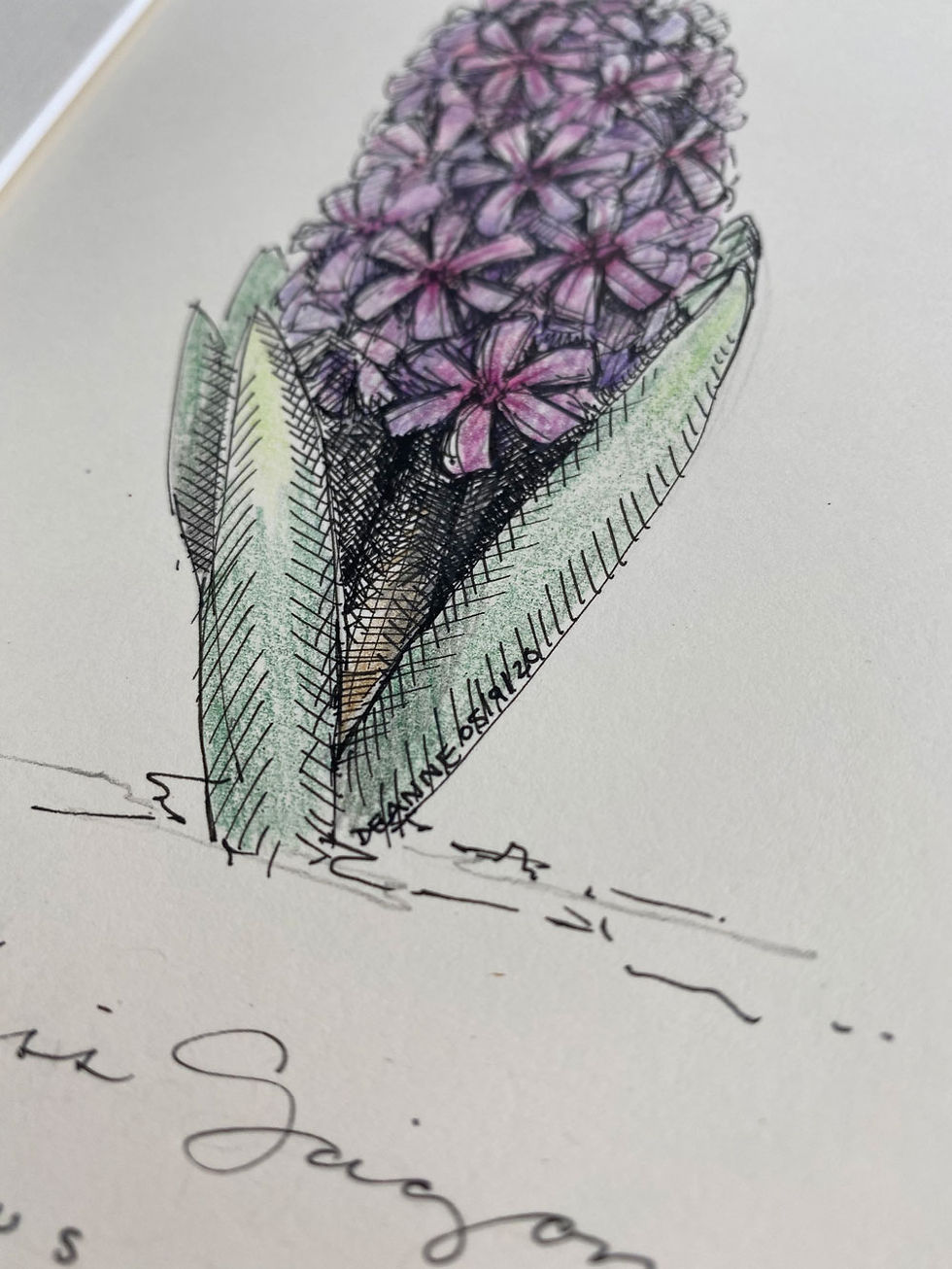 Thumbnail: Original - Hyacinth Botanical Drawing