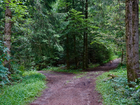 INTO THE GREAT UNKNOWN