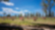 Cemetery cleanup begins May 4; decorations to be removed for maintenance