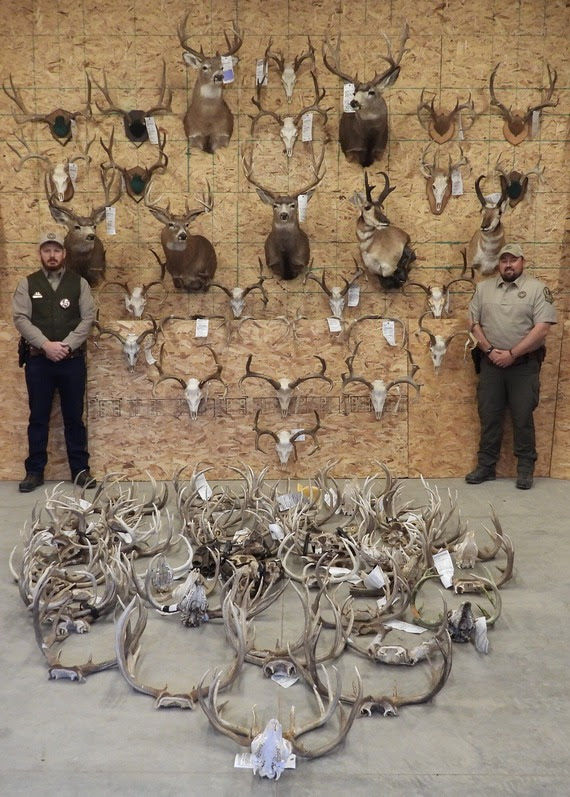 Montana Poaching Investigation Results in 89 Citations, $36,785 in Fines and Three Lifetime Hunting Bans