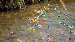 Dillon Days Annual Duck Race Announces 2026 Winners