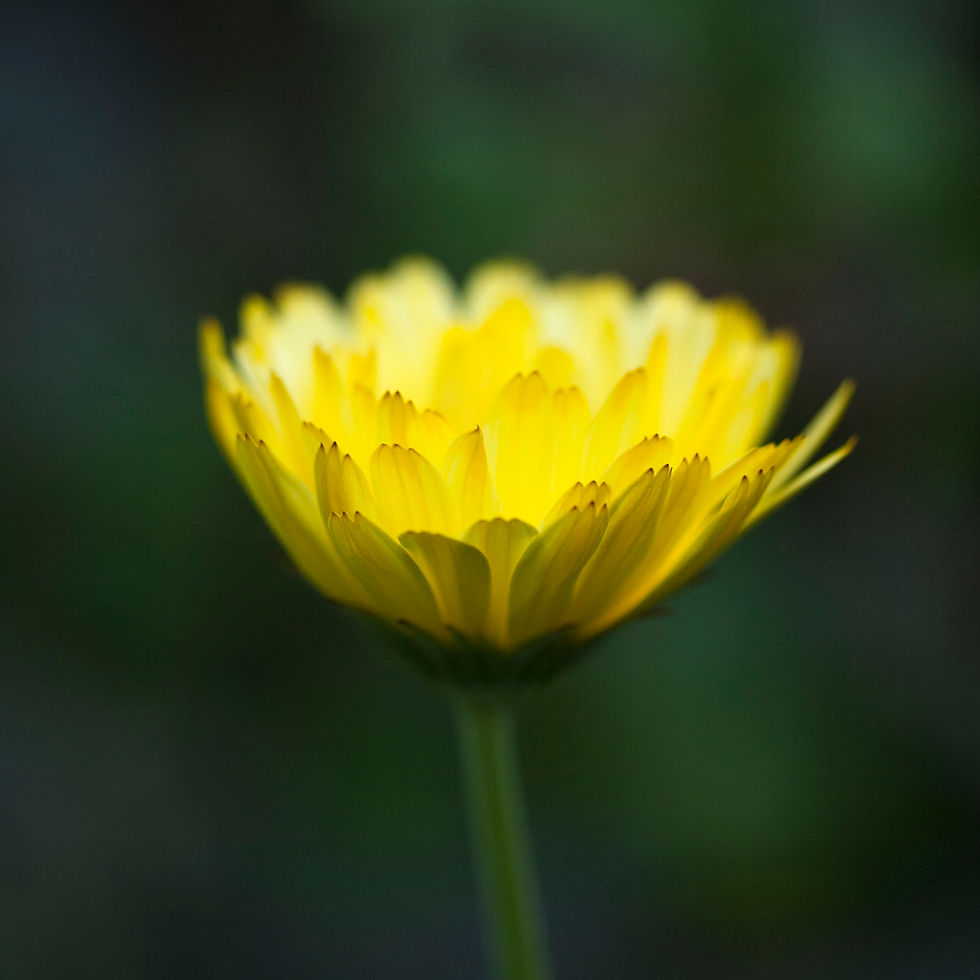 Marigold Yellow - 2008