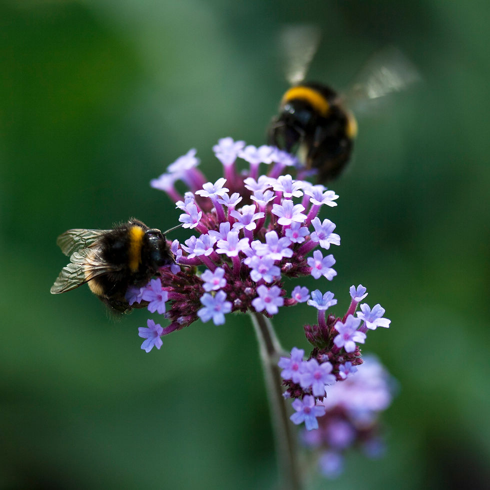 Verbena Bonariensis & 2 Bees - 1003