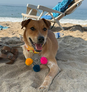 The Ultra-Marathon Dog: How Hikuri Ran 100 Kilometers to Find His Forever Home