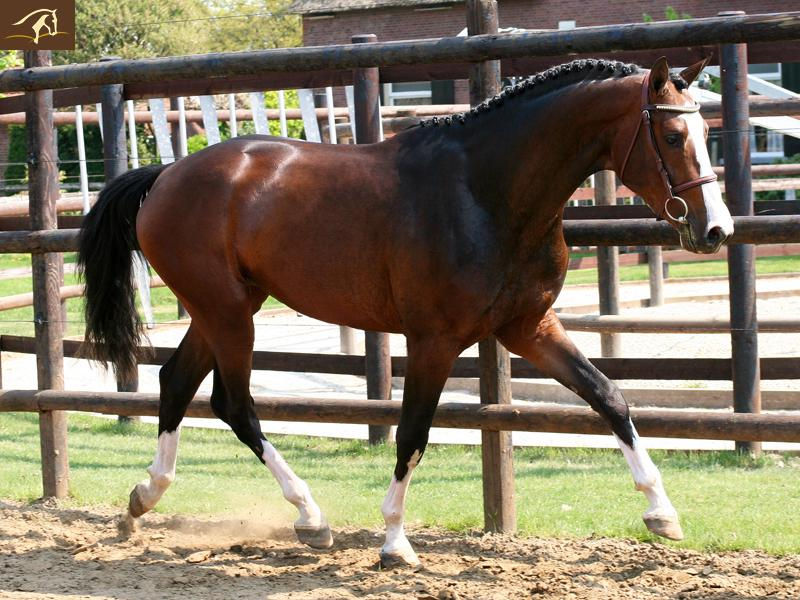 Larion1