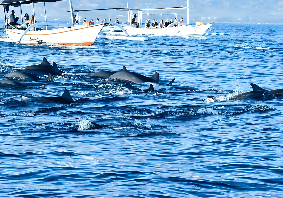 Dolphins at Lovina Beach